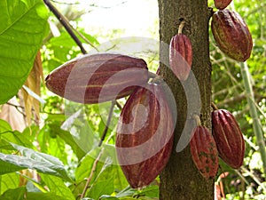 Cacao beans in a cacao Theobroma cacao plantation in the town of chuao near choroni on the caribbean coast in Venezuela