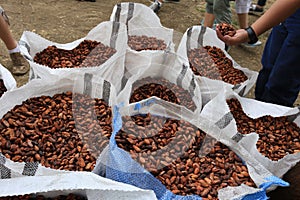 Cacao Beans in Sacks photo