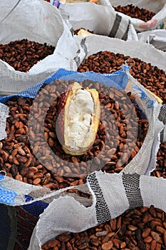 Cacao Beans in Sacks photo