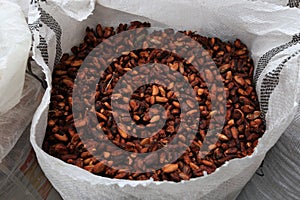 Cacao Beans photo