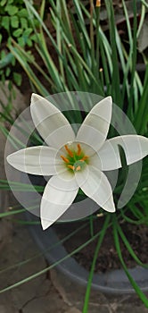 Cacao flower or Zephyranthes candida is a type of medicinal plant. Wikipedia photo
