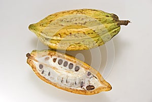Cacao Fruit img