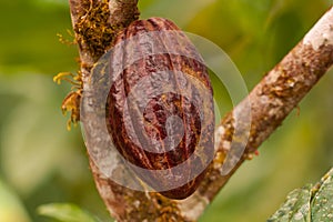 Cacao Fruit