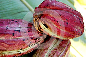 Cacao fruit