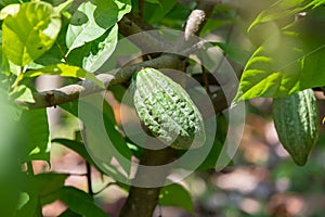Cacao, fruit on a close-up farm growing in a Thai orchard, a big cocoa fruit