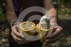 Cacao fruit, Fresh cocoa pod in hands