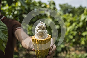 Cacao fruit, Fresh cocoa pod in hands photo