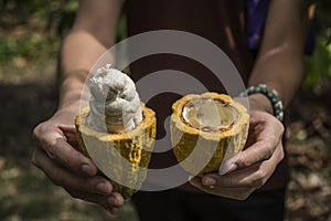 Cacao fruit, Fresh cocoa pod in hands photo
