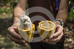 Cacao fruit, Fresh cocoa pod in hands photo