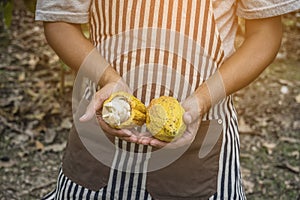 Cacao fruit, Fresh cocoa pod in hands