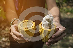 Cacao fruit, Fresh cocoa pod in hands