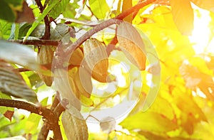 Cacao fruit grow on tree