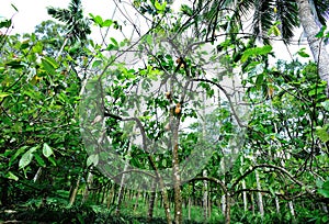 Cacao fruit grow on tree