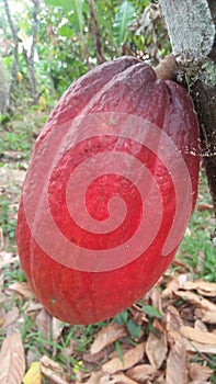 The cacao fruit, a large oval shaped, deep ren in calor is used as an ingredient for making cacao nibs photo