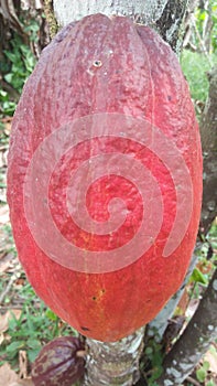 The cacao fruit, a large oval shaped, deep ren in calor is used as an ingredient for making cacao nibs photo