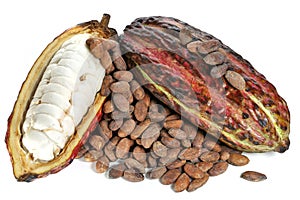 Cacao fruits