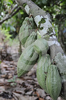 Cacao fruits in a plantation near Lake Poso