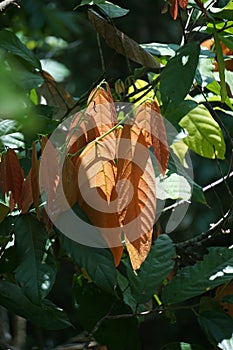 Cacao fruits (Theobroma cacao, cocoa, coklat).