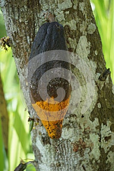 Cacao fruits (Theobroma cacao, cocoa, coklat).