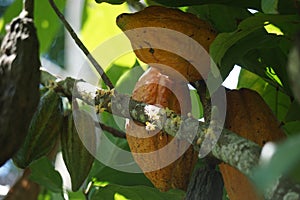 Cacao fruits (Theobroma cacao, cocoa, coklat).