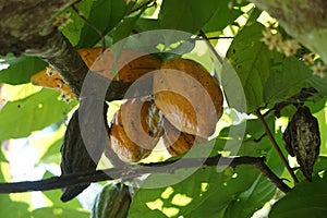 Cacao fruits (Theobroma cacao, cocoa, coklat).