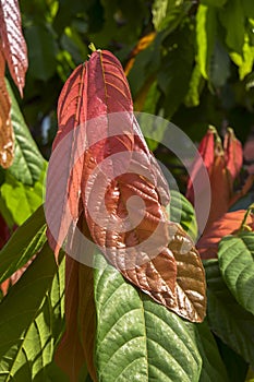 Cacao Leaves on Theobroma Tree