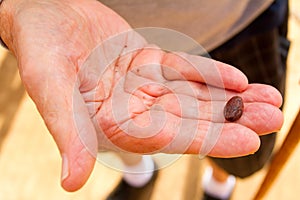 Cacao Nib in Old Hand