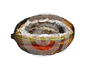 cacao (PNG)