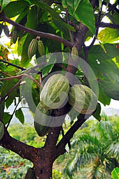 Cacao pod on tree