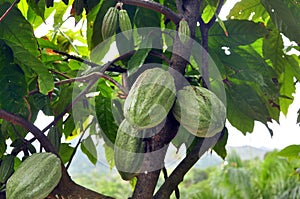 Cacao pod on tree