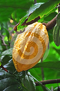 Cacao pod on tree
