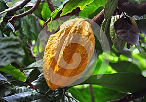 Cacao pod on tree