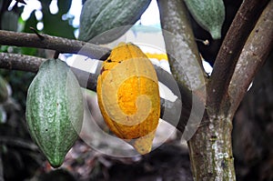 Cacao pod on tree