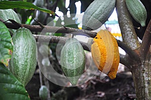 Cacao pod on tree