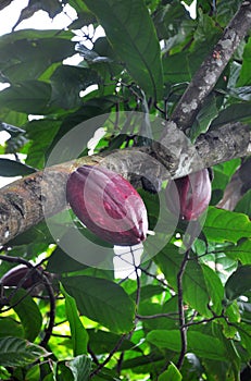 Cacao pod on tree