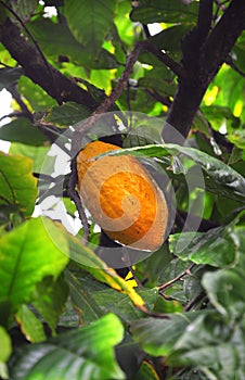 Cacao pod on tree