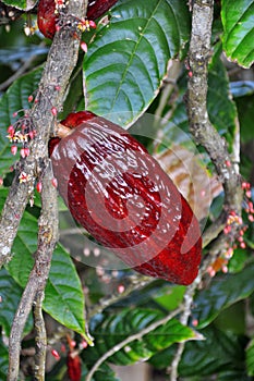 Cacao pod on tree