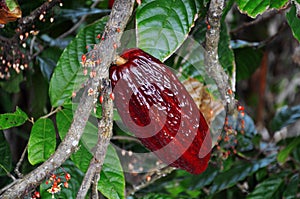 Cacao pod on tree
