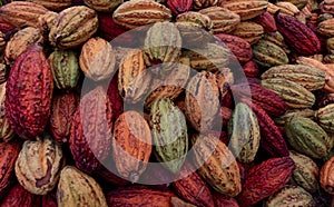 Cacao Pods