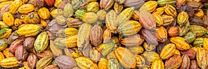 Cacao pods