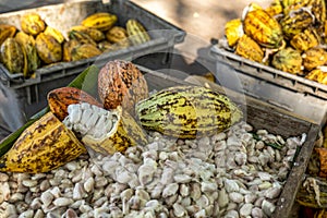 Cacao pods cocoa pods organic chocolate farm Thailand, Cacao Thailand pods, Fresh cocoa pod cut exposing cocoa seeds, with a cocoa