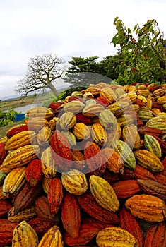 Cacao Pods in Ecuador photo