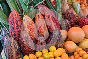 Cacao Pods used to make Chocolate