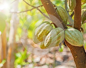 Cacao tree with cacao pods.