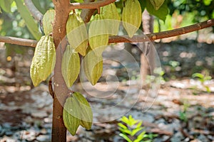 Cacao tree with cacao pods.