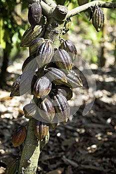 Cacao tree with cacao pods.