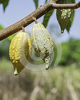 Cacao tree with cacao pods