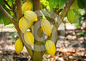 Cacao tree with cacao pods