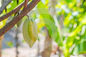 Cacao tree with cacao pods