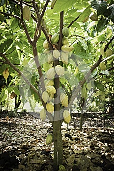 Cacao tree with cacao pods